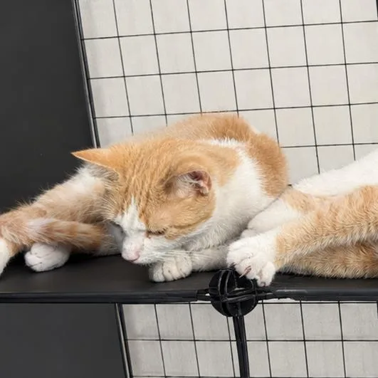 A young medium-sized female Orange / Red Domestic Short Hair cat named Marigold for adoption in Medford, NJ