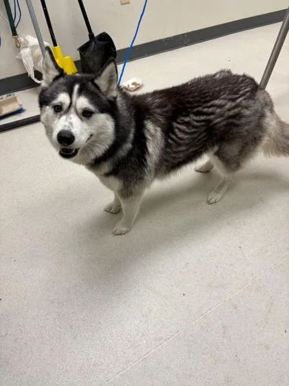 An adult large-sized female Husky dog named Bluebonnet for adoption in Irving, TX