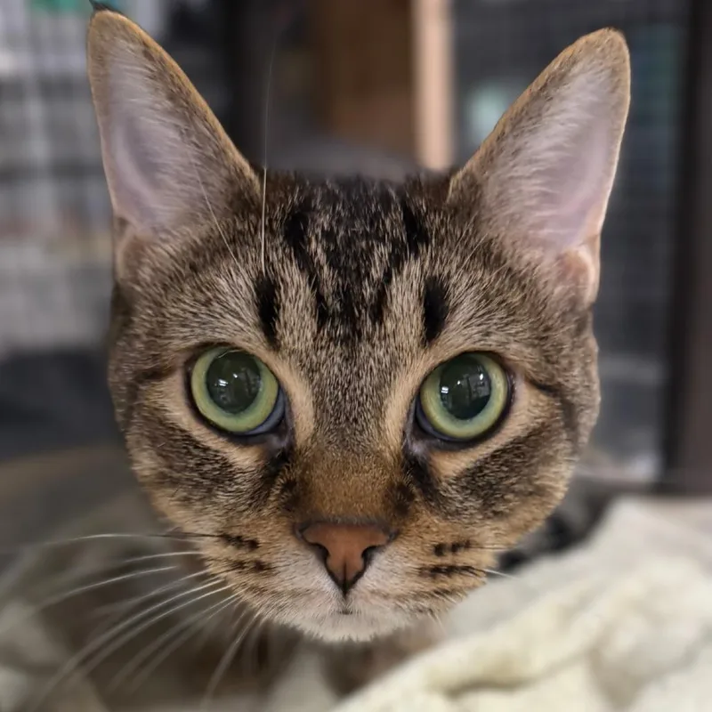 An adult medium-sized female Brown / Chocolate Domestic Short Hair cat named Allie for adoption in Traverse City, MI