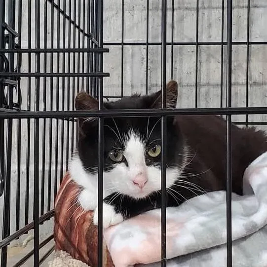 A young small-sized female Black Domestic Medium Hair cat named Rainbow for adoption in Mondovi, WI