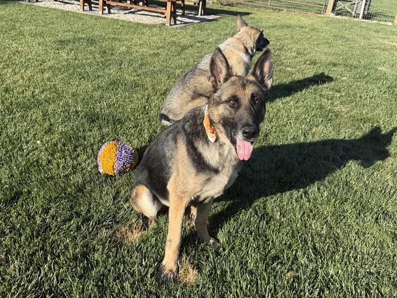 An adult large-sized male German Shepherd Dog dog named Bodie for adoption in Fulton, CA