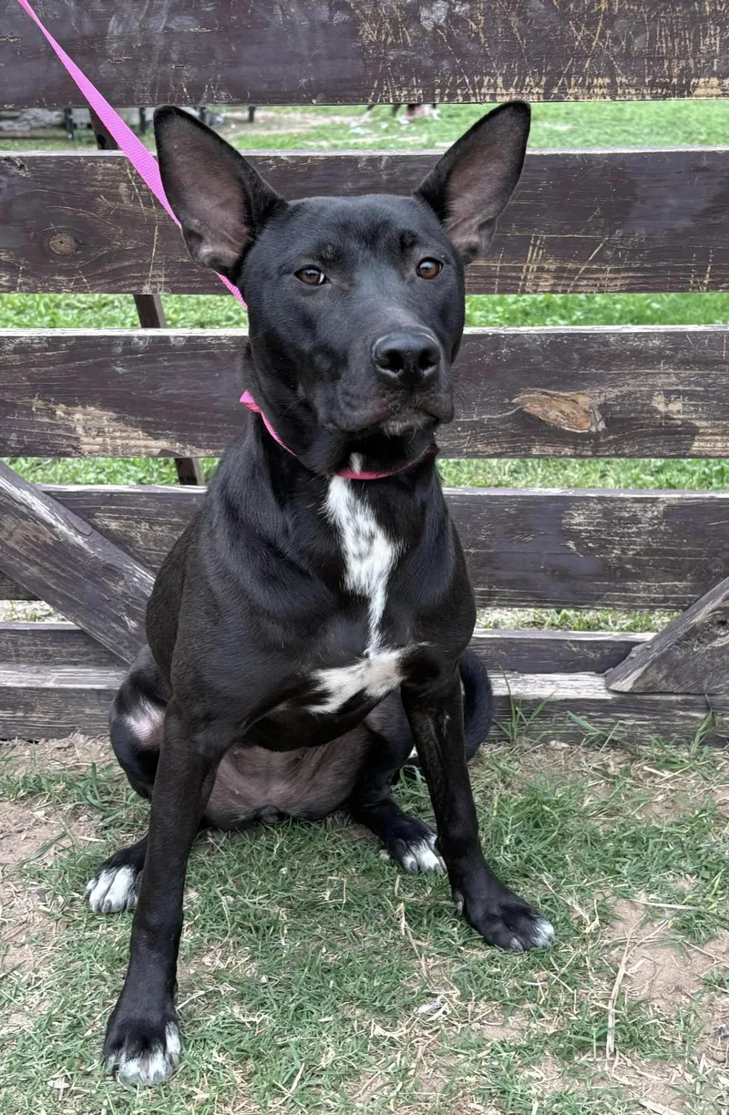 A young medium-sized female Black American Staffordshire Terrier dog named Sugar for adoption in Sullivan City, TX