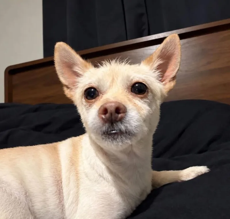 A young small-sized female Chihuahua dog named Freida for adoption in Manchester, TN