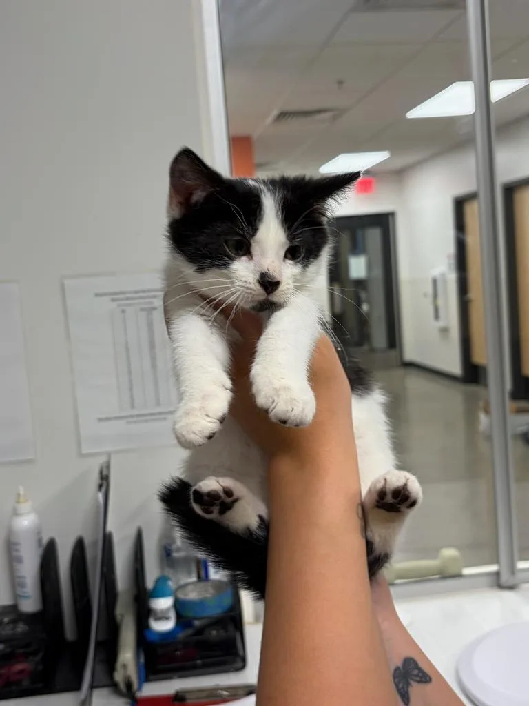 A baby small-sized male American Shorthair cat named River for adoption in Greenfield, IN