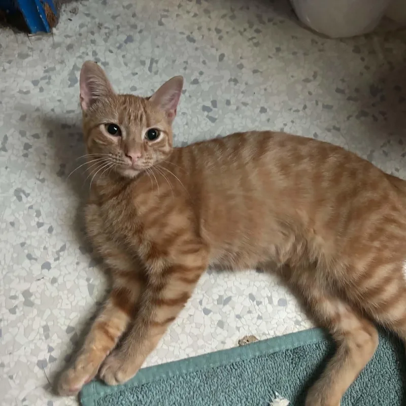 A baby medium-sized female Domestic Short Hair cat named Dodo for adoption in Lincoln, NE
