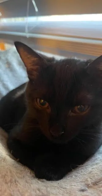 A young medium-sized male Black Domestic Short Hair cat named Ross for adoption in Virginia Beach, VA