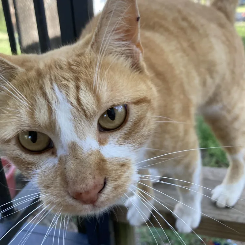 An adult medium-sized female White Domestic Short Hair cat named Carrot Cake for adoption in Fredericksburg, TX