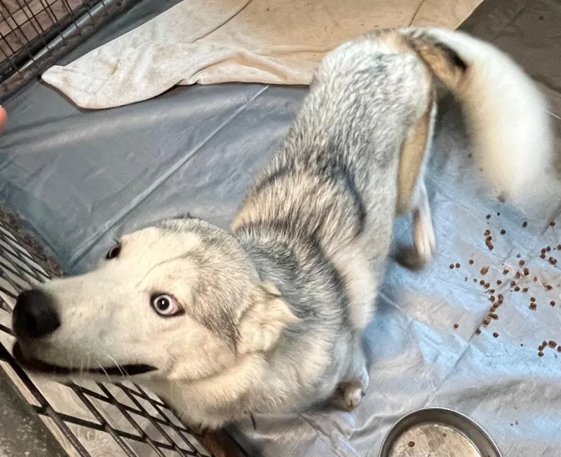 A young medium-sized female Husky dog named Summer for adoption in Thompson Falls, MT