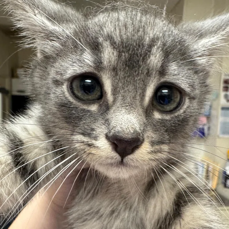 A baby small-sized male Gray / Blue / Silver Domestic Short Hair cat named Emmy Demmy Dong for adoption in Pekin, IL