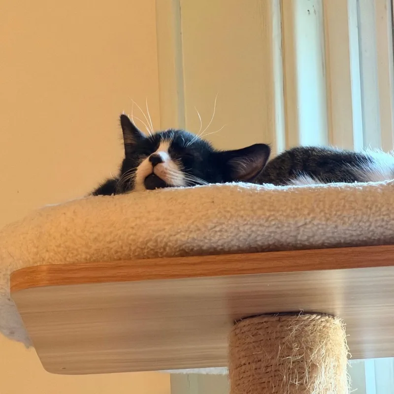 A baby medium-sized female Tuxedo cat named Curry for adoption in Honeoye, NY