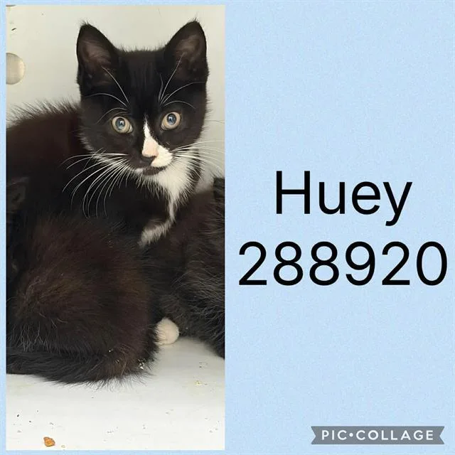 A baby small-sized male Domestic Short Hair cat named Huey for adoption in Macon, GA