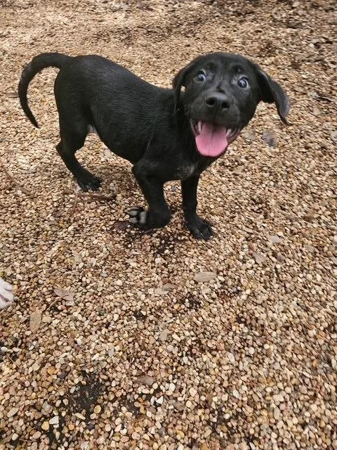 A baby large-sized male Labrador Retriever dog named Thunder for adoption in Austin, TX