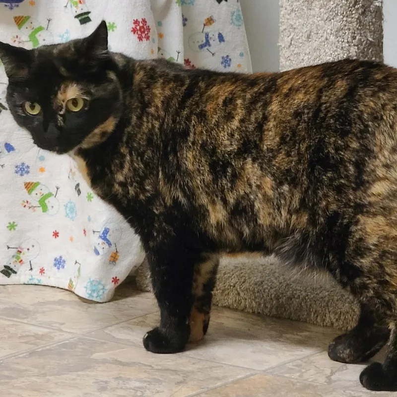 An adult medium-sized female Tortoiseshell Domestic Short Hair cat named Ahsoka for adoption in Germansville, PA