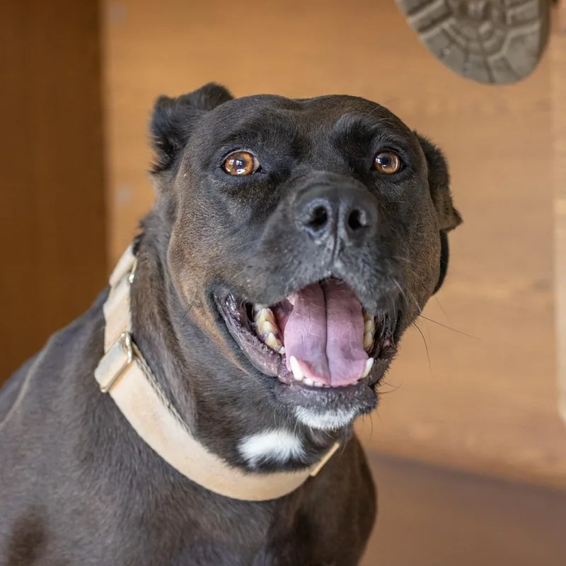 An adult large-sized female Labrador Retriever dog named Baby Bailey for adoption in Tehachapi, CA