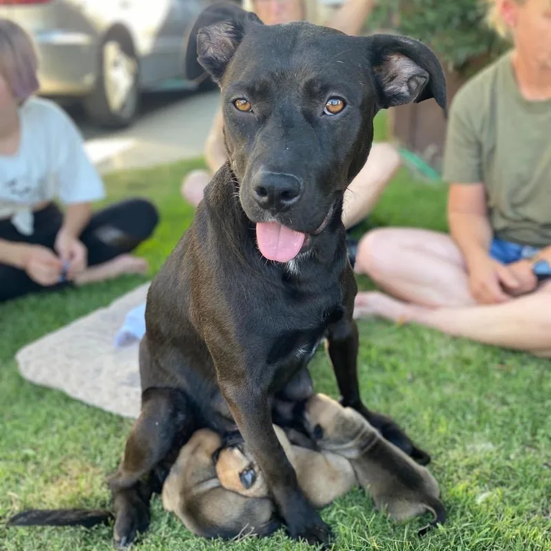 Baby Bailey thumbnail 3