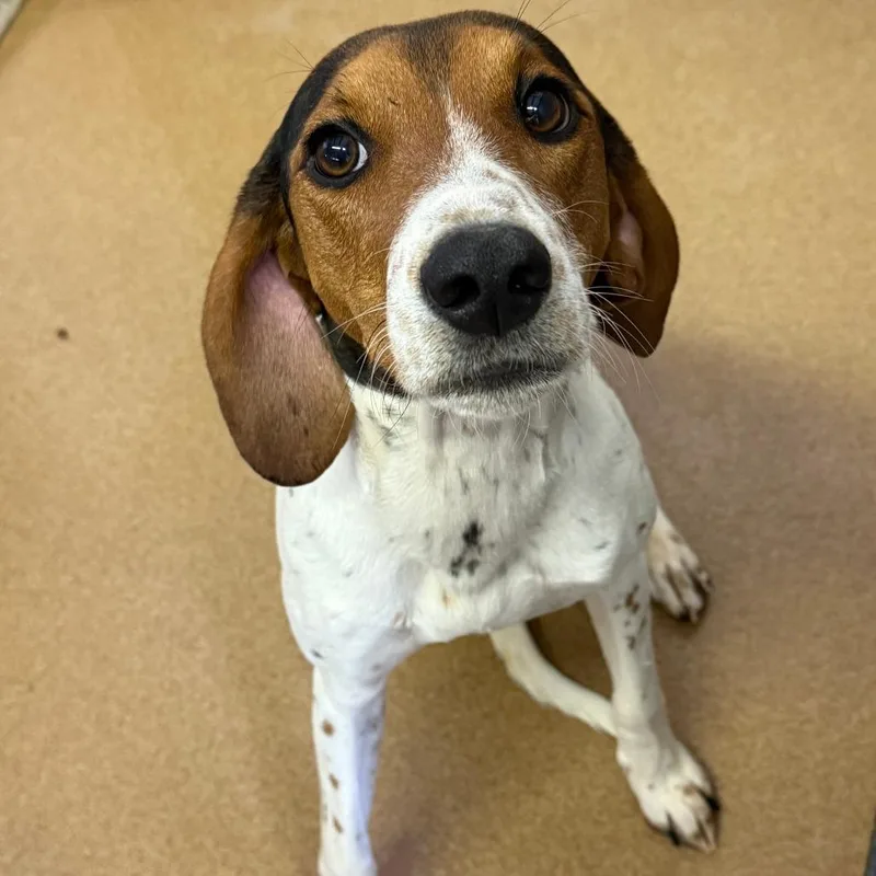 A young medium-sized female White / Cream Treeing Walker Coonhound dog named Hula for adoption in Spokane, WA