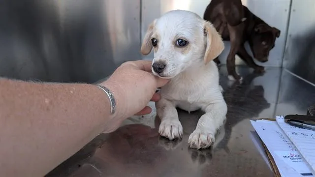 A baby small-sized male Chihuahua dog named Painty for adoption in Phoenix, AZ