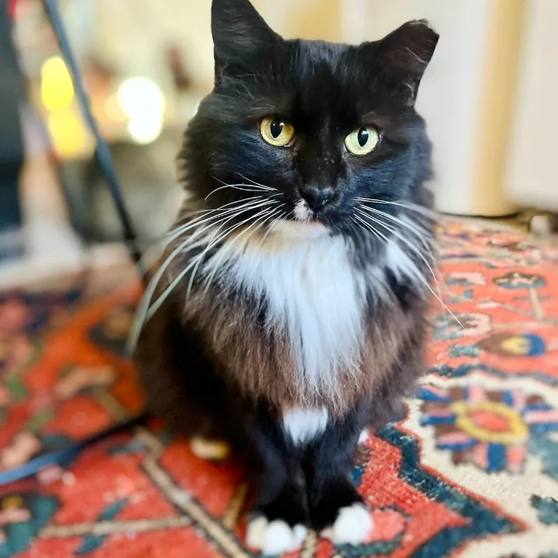 An adult small-sized female Black Domestic Long Hair cat named Kathryn for adoption in FAIRWAY, KS