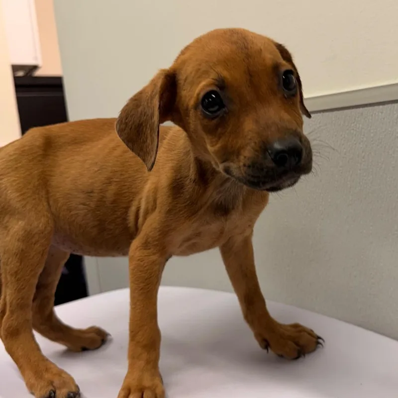 A baby small-sized female Yellow / Tan / Blond / Fawn Terrier dog named Canyon for adoption in Tampa, FL