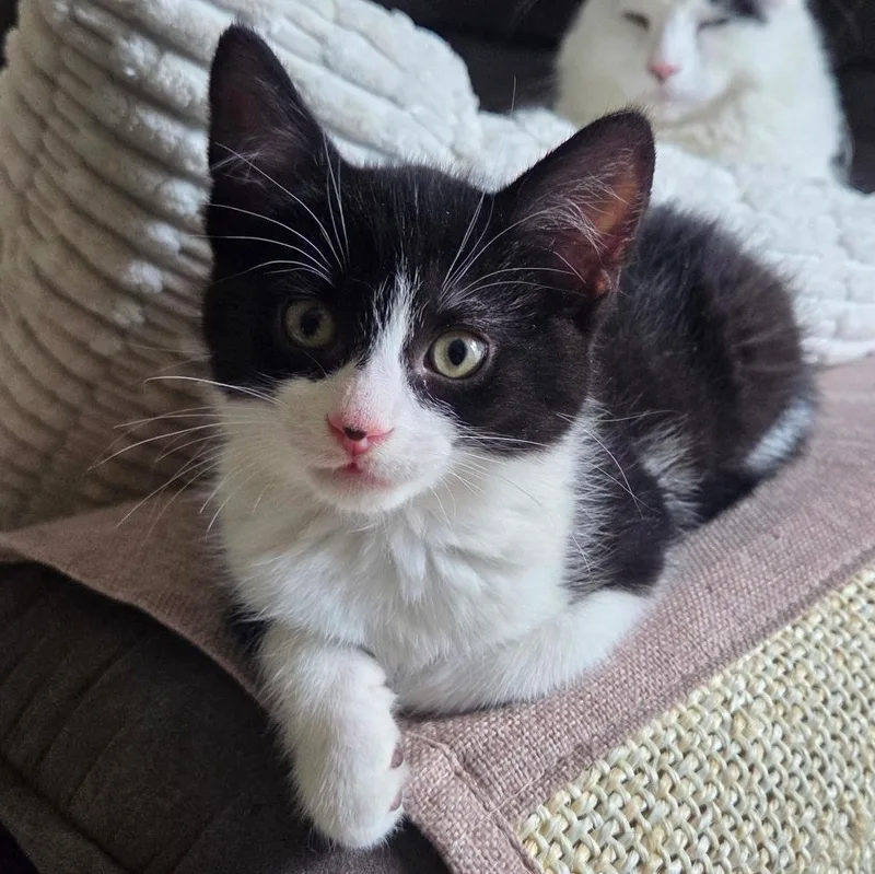 A baby medium-sized male Black & White / Tuxedo Domestic Short Hair cat named Rambo for adoption in Cranford, NJ
