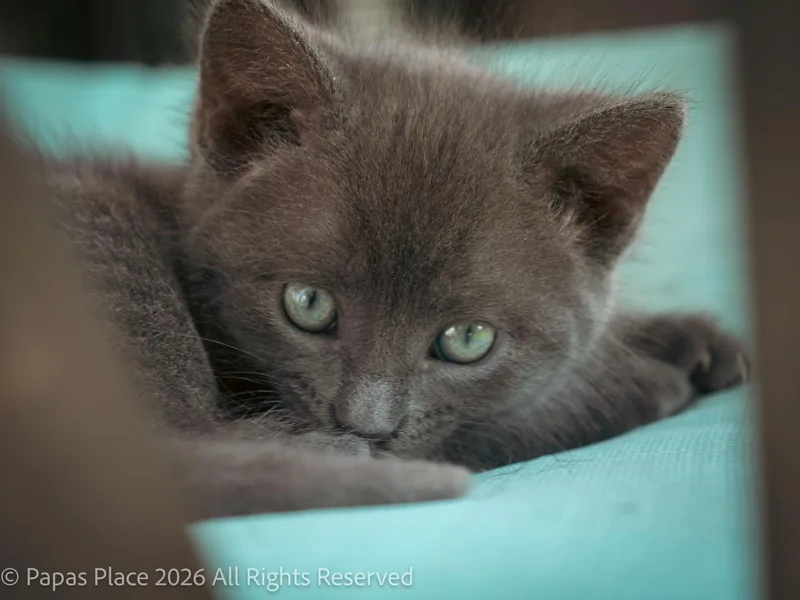 A baby small-sized male Domestic Short Hair cat named Smokey for adoption in Mexico, MO