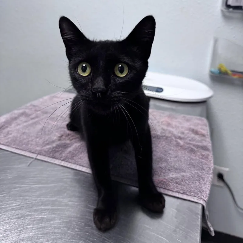 An adult medium-sized female Domestic Short Hair cat named Boo for adoption in Riverside, CA