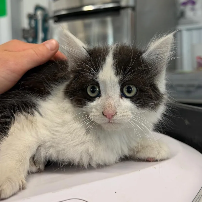 A baby small-sized male Black Domestic Medium Hair cat named Scone for adoption in Spanish Fork, UT