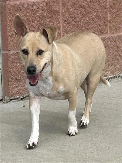 An adult medium-sized female Chihuahua dog named Susie for adoption in Colorado Springs, CO