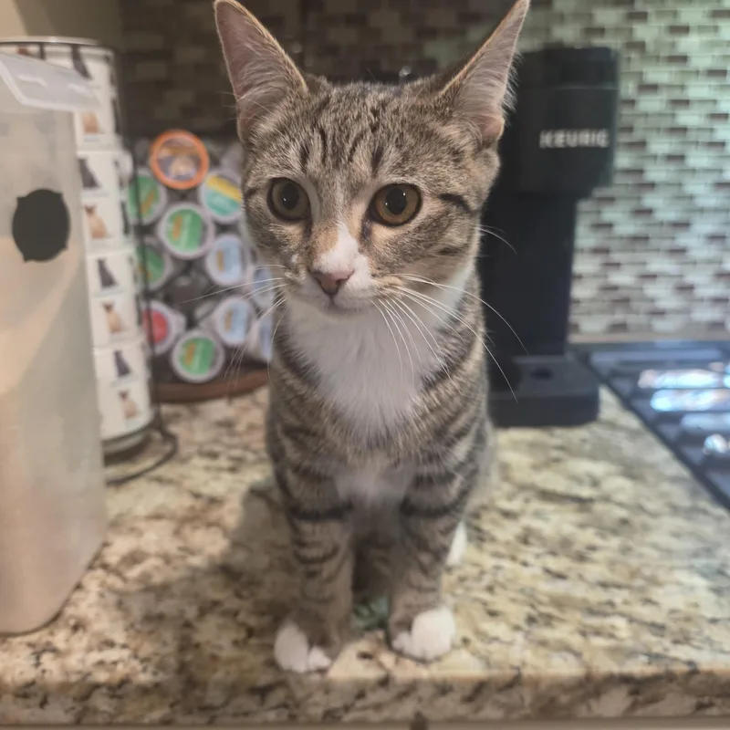 A baby medium-sized male Tabby (Brown / Chocolate) Tabby cat named Judson for adoption in Lawrenceville, GA