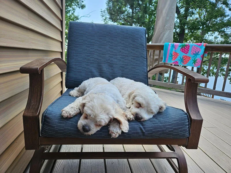 D Litter Tank  thumbnail 3