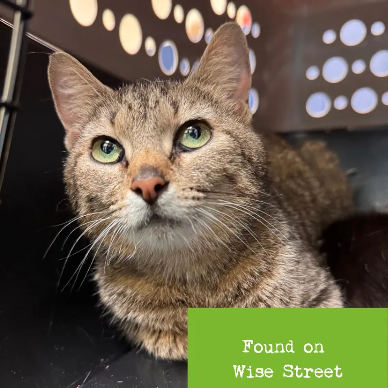 An adult medium-sized female Brown / Chocolate Domestic Short Hair cat named Florida Evans for adoption in Lynchburg, VA