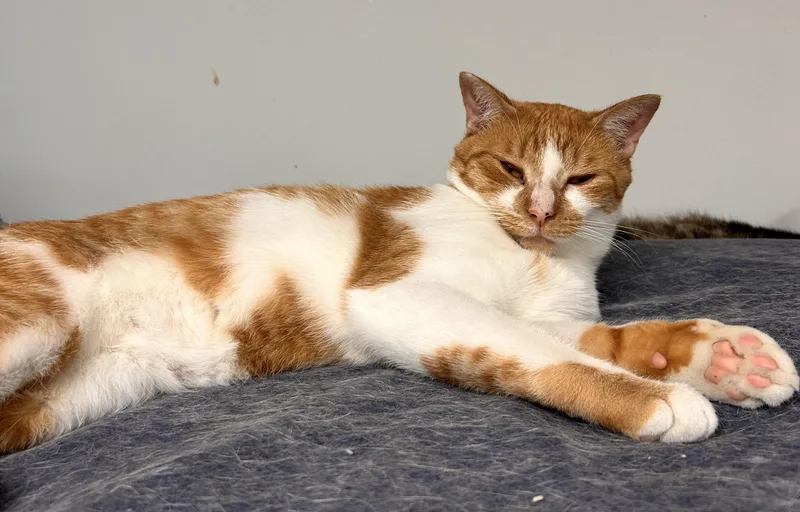 A young medium-sized male Domestic Short Hair cat named Percy for adoption in Hudsonville, MI