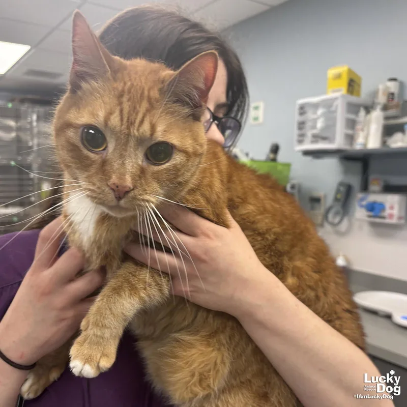 An adult large-sized male Orange & White Domestic Short Hair cat named Monkey for adoption in Washington, DC