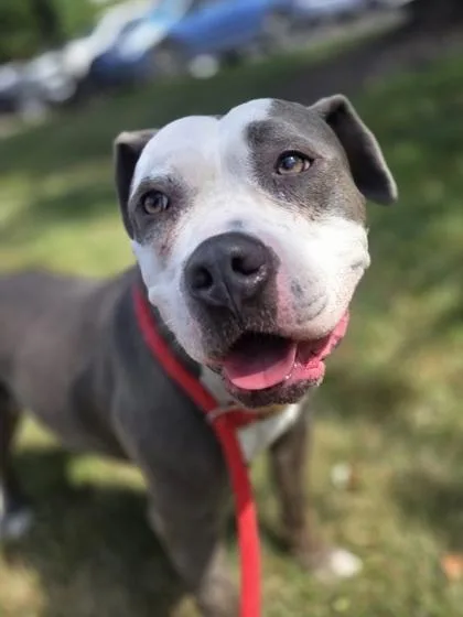 Nyla