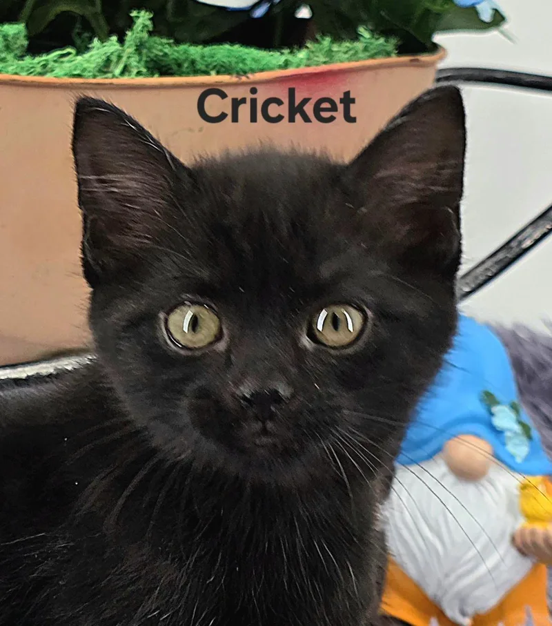 Cricket