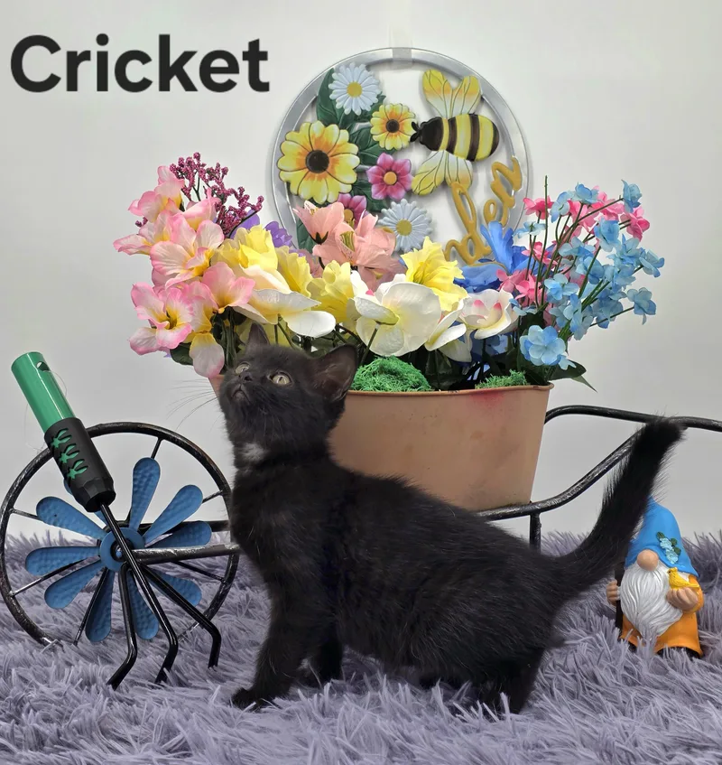 Cricket thumbnail 3