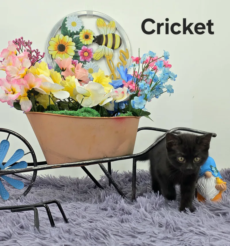 Cricket thumbnail 4