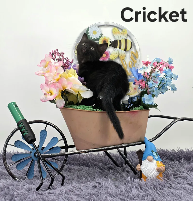 Cricket thumbnail 6