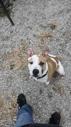 A young medium-sized male Staffordshire Bull Terrier dog named Jacob for adoption in Clinton, MO