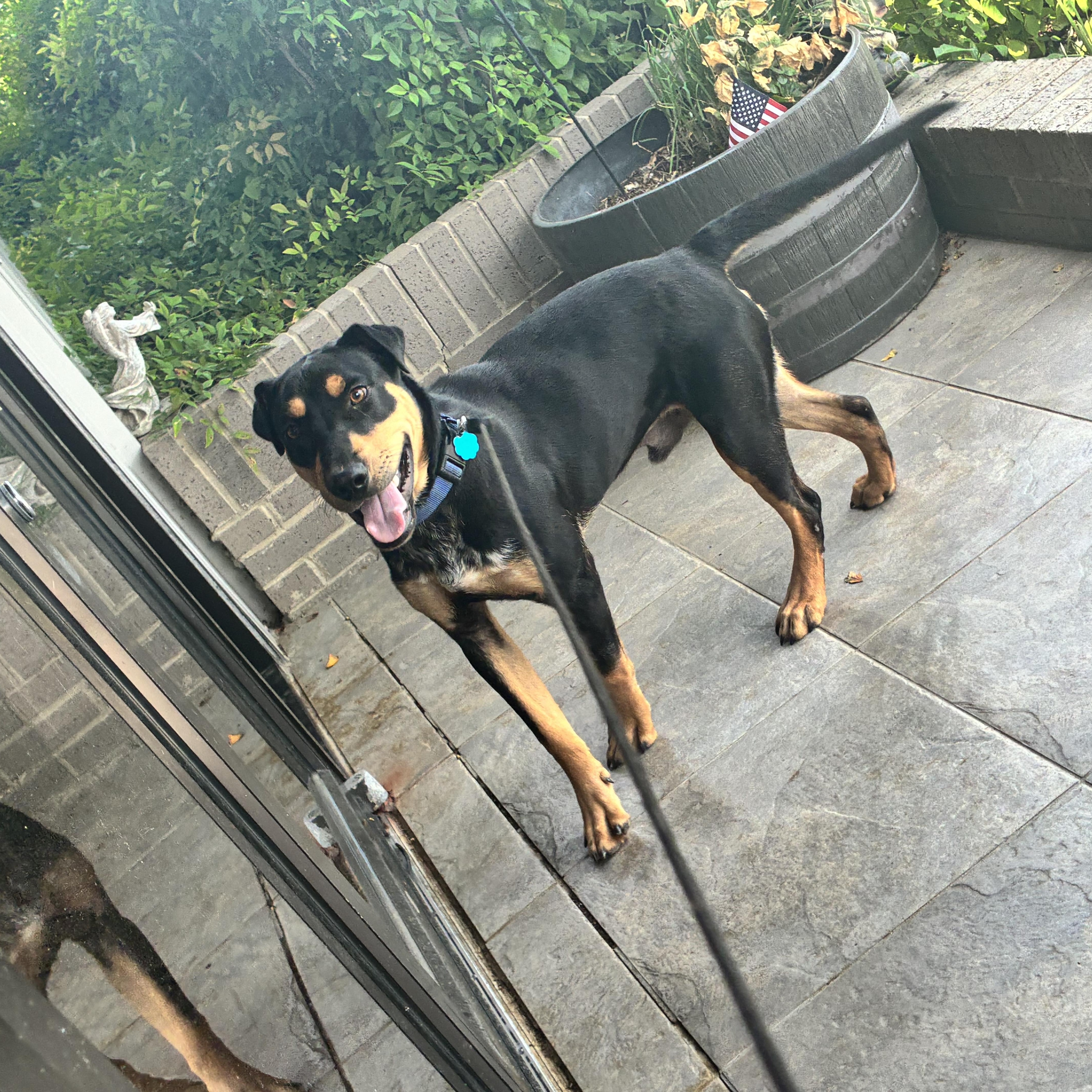 A baby medium-sized male Bicolor Rottweiler dog named Snoopy for adoption in Seguin, TX