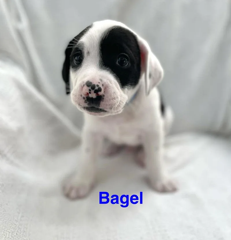 Bagel