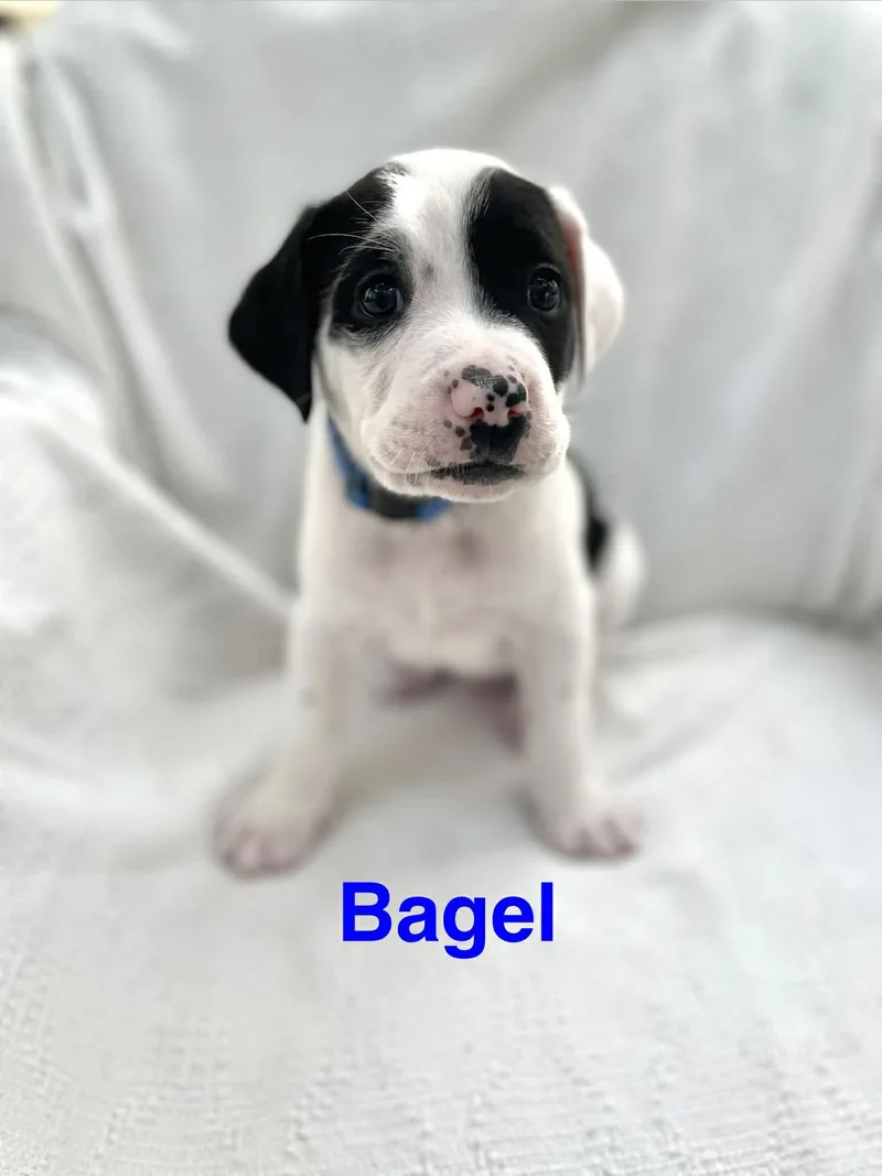 Bagel thumbnail 2