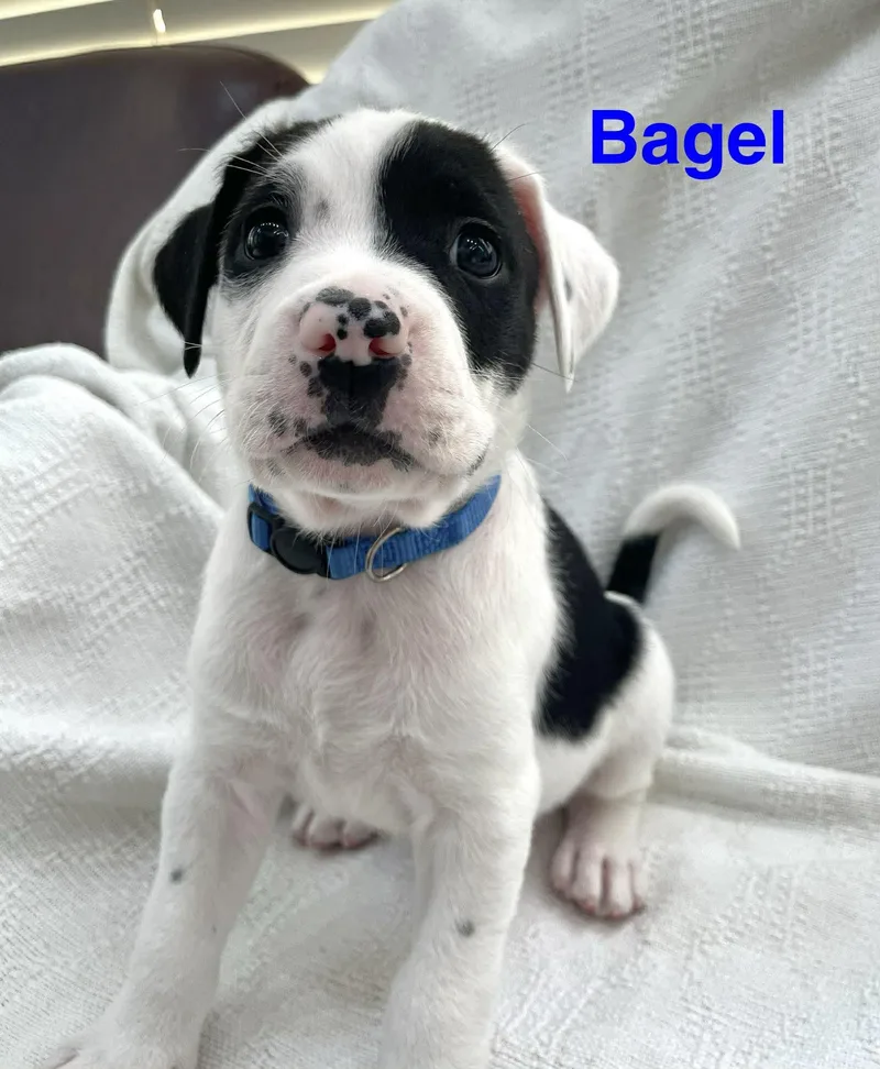 Bagel thumbnail 3