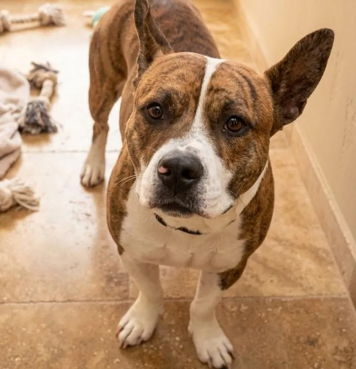 A young medium-sized female Mixed Breed dog named Buddy for adoption in Boca Raton, FL