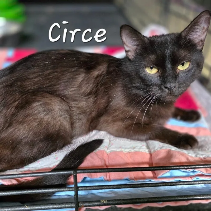 An adult medium-sized female Black Domestic Short Hair cat named Circe for adoption in Waldorf, MD