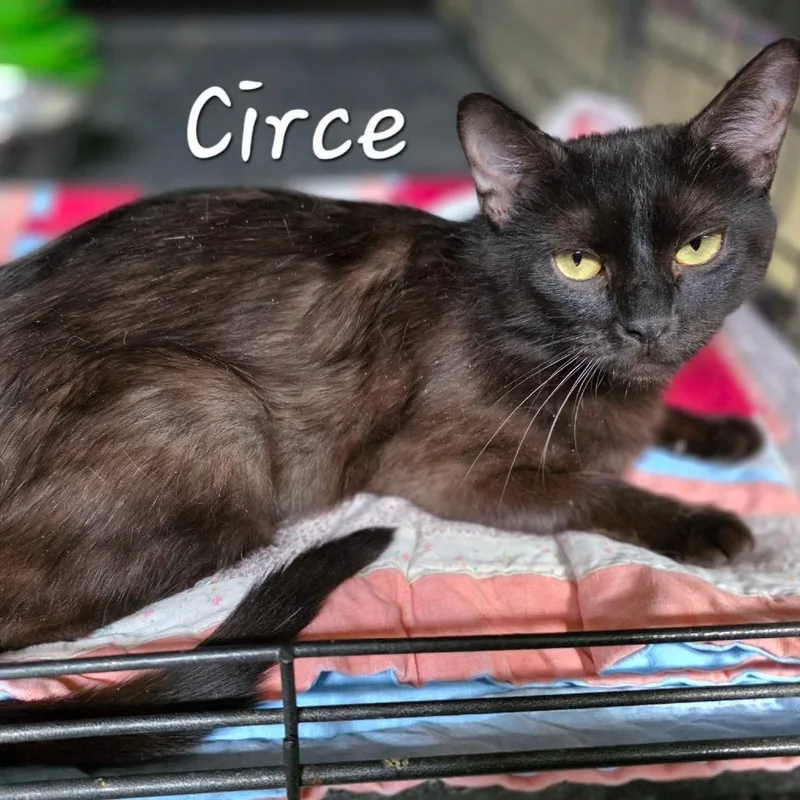 Circe thumbnail 2