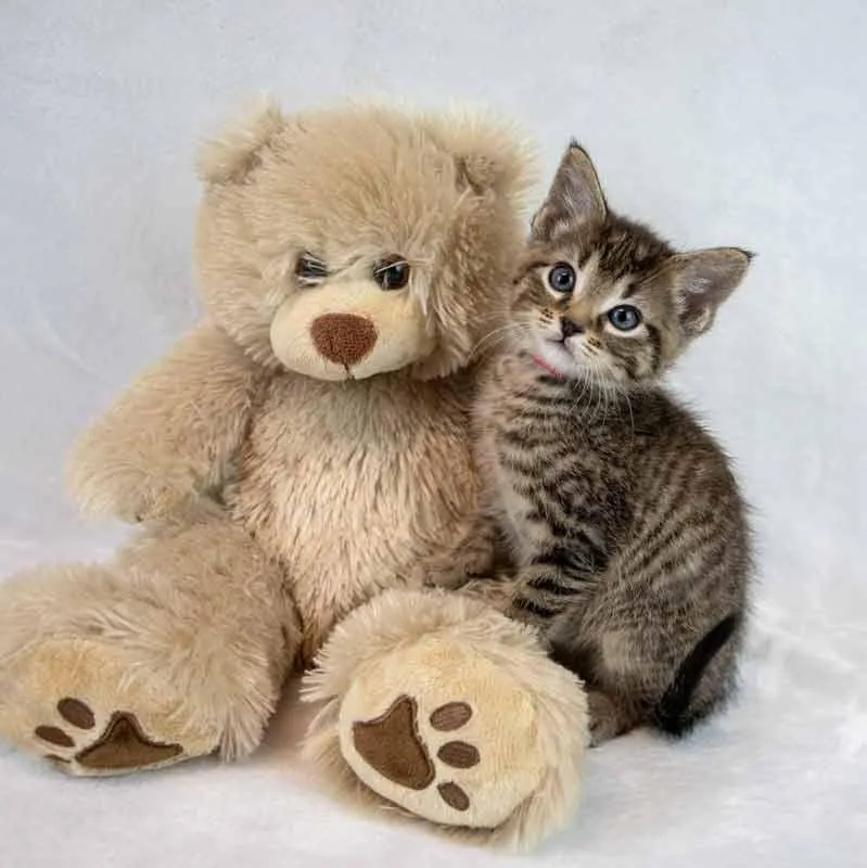 A baby medium-sized female Domestic Short Hair cat named Augusta for adoption in Kennesaw, GA