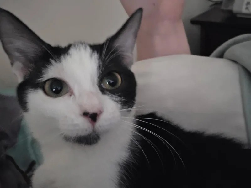 A baby medium-sized female Black & White / Tuxedo Tuxedo cat named Moonflower for adoption in Columbia, SC