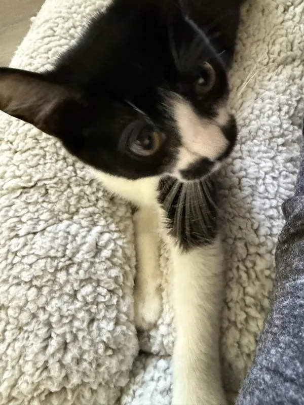 Gigi