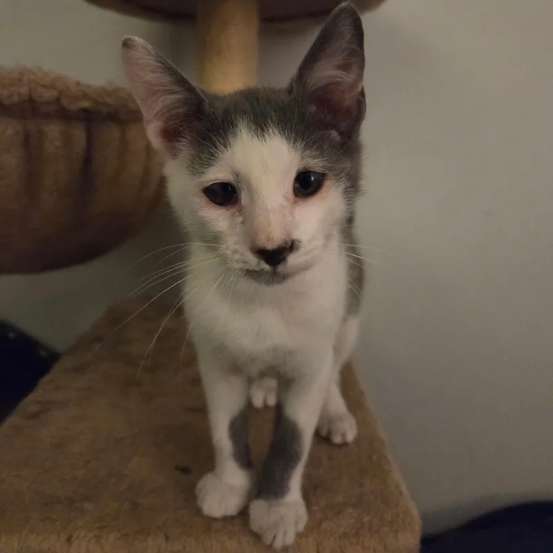 A baby medium-sized male Gray & White Domestic Short Hair cat named Baby Shane for adoption in Hamilton, NJ